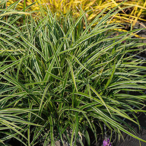 Carex morrowii ‘ Ice Dance ‘ – Viksva žvilgioji