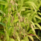 Chasmanthium latifolium [ Uniola ] – Dirsūnas plačialapis