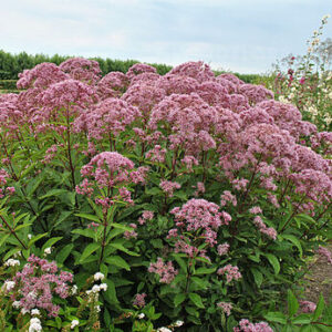 Eupatorium  dubium ”Baby Joe”  – Kemeras