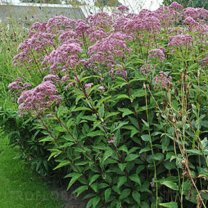 Eupatorium maculatum ”Phantom ” – Kemeras dėmėtasis
