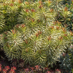 Euphorbia x martinii ” Ascot Rainbow ” – Karpažolė