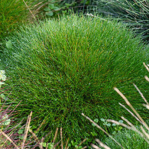 Festuca gautieri  ‘Pic Carlit’- Eraičinas