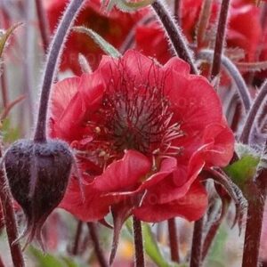 Geum rivale ‘Flames of Passion’- Žiognagė raudonoji