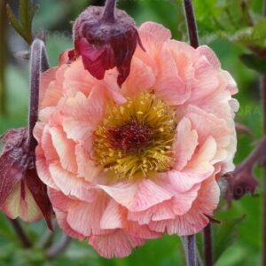 Geum rivale  ‘ Mai Tai  ‘ – Žiognagė