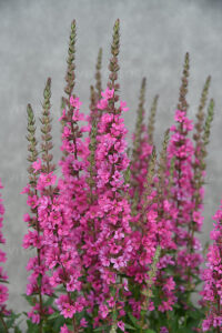 Lytrum salicaria  ‘Pink Blush – Paprastoji raudoklė