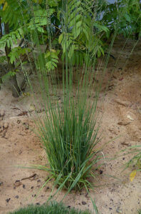 Molinia caerulea ”Heidebraut ” – Melvenė melsvoji