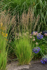 Molinia caerulea ” Heidezwerg ” – Melsvoji melvenė