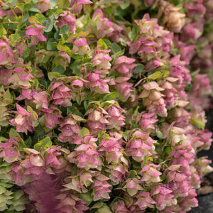Origanum ‘Kent Beauty’ – Raudonėlis