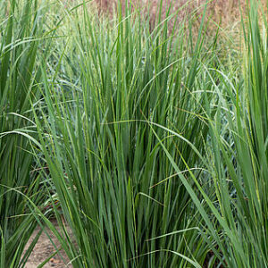 Panicum virgatum ‘Northwind’ – Rykštėtoji sora
