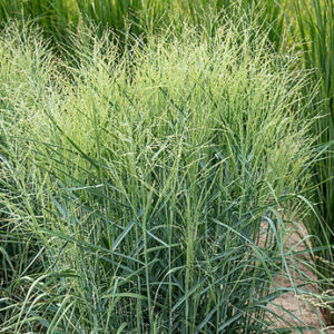 Panicum virgatum ‘PRAIRIE SKY’ – Sora rykštėtoji