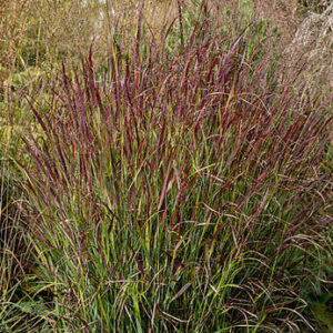 Panicum virgatum ‘Shenandoah’ – Sora rykštėtoji