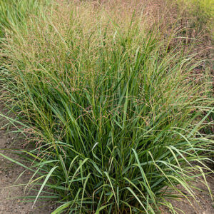 Panicum virgatum „Strictum“-Sora rykštėtoji
