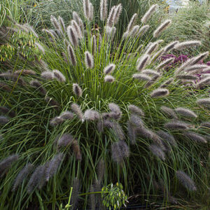 Pennisetum ‚Black Beauty’ –  Soruolė