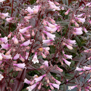 Penstemon ‘Dark Towers’  – Penstemonas