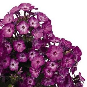 Phlox paniculata Flame® Purple Eye – Flioksas šluotelinis