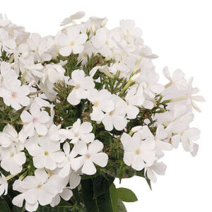 Phlox paniculata  Early® White – Flioksas šluotelinis