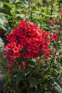 Phlox paniculata Flame® Red – Flioksas šluotelinis
