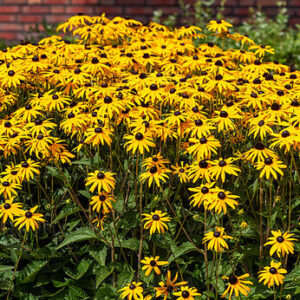 Rudbeckia fulgida Goldsturm – Rudbekija žėrinčioji