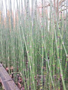 Equisetum hyemale – Asiūklis šiurkštusis