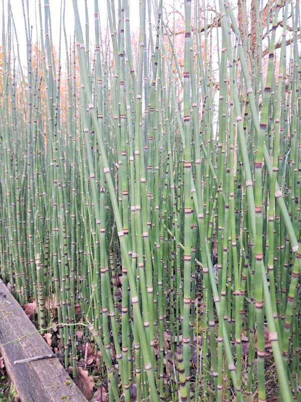 Equisetum hyemale - Asiūklis šiurkštusis