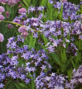 Amsonia ”Blue Ice” (Blue Star) – Dirktas amerikinis