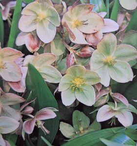 Helleborus – Eleboras sėjinukas