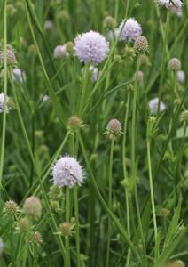 Succisella inflexa ‘Frosted Pearls’ – Pelkinis ratenas