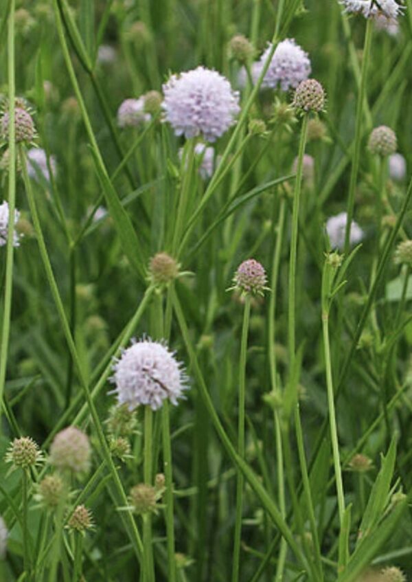 Succisella inflexa ‘Frosted Pearls’ - Pelkinis ratenas