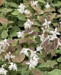 Epimedium × youngianum ”Niveum” –  Epimedis