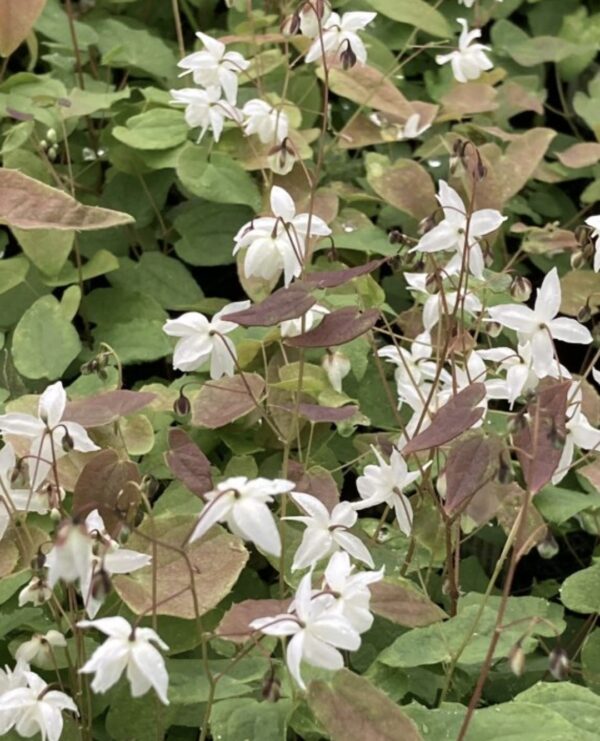 Epimedium × youngianum ''Niveum'' -  Epimedis