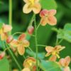 Epimedium × warleyense '' Orange Konigin'' -  Variuotasis epimedis