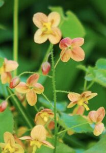 Epimedium × warleyense ” Orange Konigin” –  Variuotasis epimedis