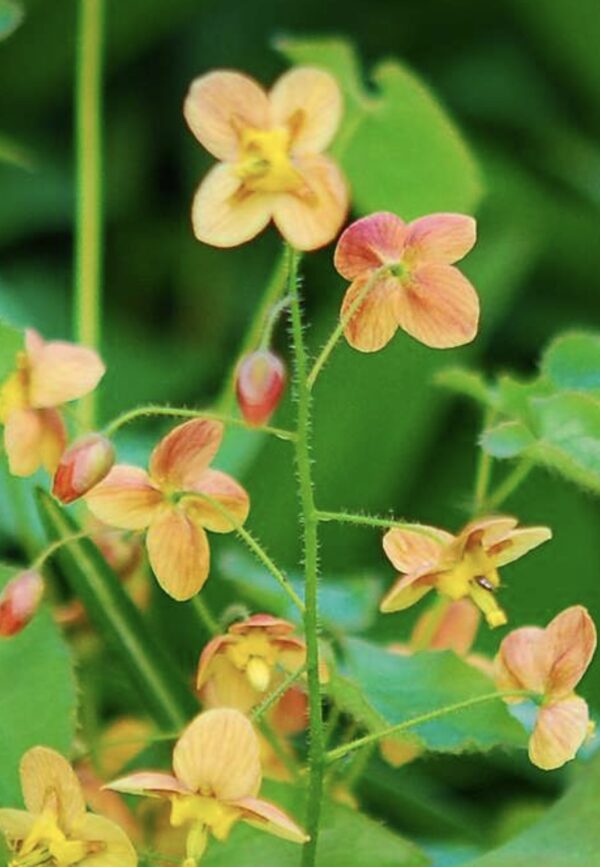 Epimedium × warleyense '' Orange Konigin'' -  Variuotasis epimedis
