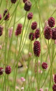 Sanguisorba ”Tanna” – Kraujalakė