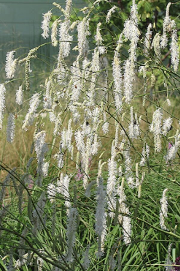 Sanguisorba tenuifolia ‘'Alba’' - Kraujalakė siauralapė