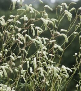 Sanguisorba tenuifolia ”Stand up Comedian” – Kraujalakė siauralapė