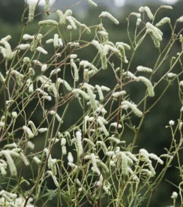 Sanguisorba tenuifolia ''Stand up Comedian'' - Kraujalakė siauralapė