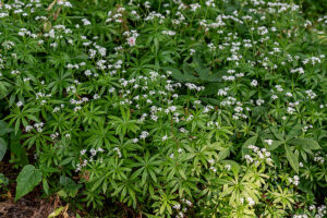 Galium odoratum – Kvapusis lipikas