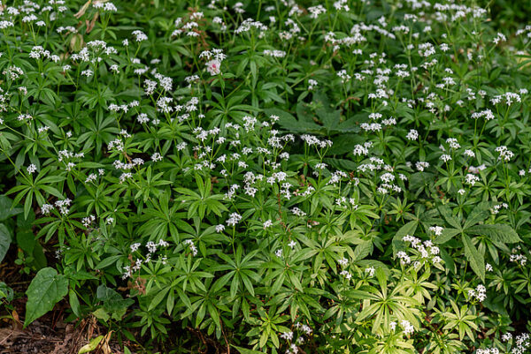 Galium odoratum - Kvapusis lipikas
