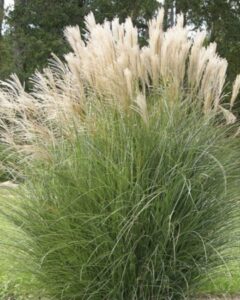 Miskanthus sinensis  Silberfeder  –  Miskantas kininis