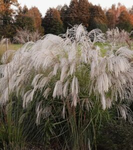 Miskanthus sinensis  Silver Sharm  –  Miskantas kininis
