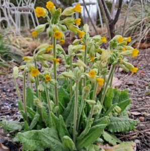 Pavasarinė raktažolė Primula Cabrillo Yellow