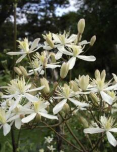 Stačioji raganė – Clematis recta