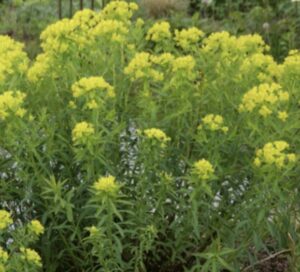 Euphorbia palustris – Pelkinė karpažolė