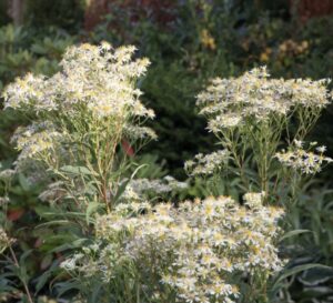 Aster umbellatus ‘Weisser Schirm ” – Astras