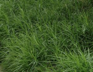 Carex muskingumensis – Palminė viksva