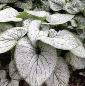 Brunnera macrophylla ,,Silver Heart,, – Brunera didžialapė