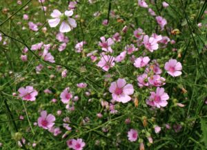Althaea cannabina  -Kanapinė svilarožė